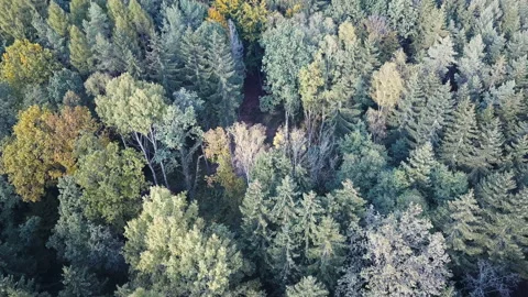 Aerial top down view of autumn forest with green and yellow trees. Видео 164395553