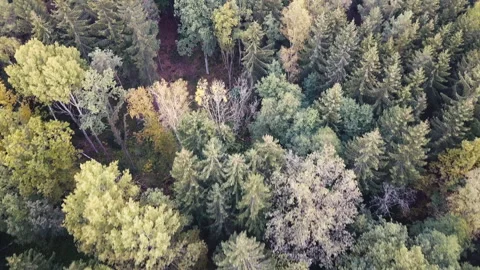Aerial top down view of autumn forest with green and yellow trees. Видео 164397301