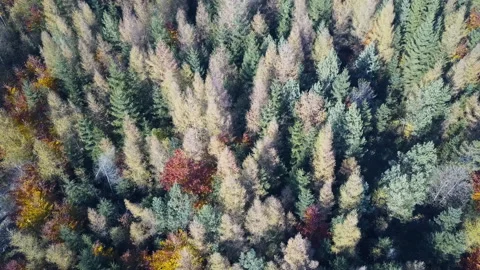 Aerial top down view of autumn forest with green and yellow trees Видео 164403355