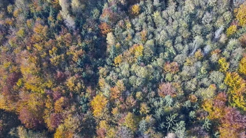 Aerial top down view of autumn forest with green and yellow trees Видео 164408083