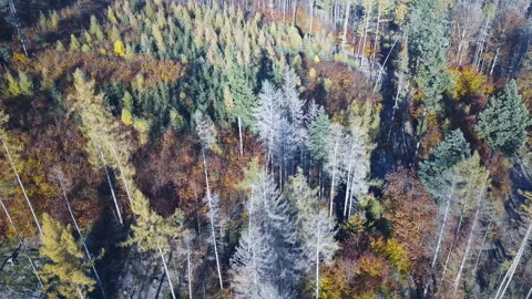 Aerial top down view of autumn forest with green and yellow trees 動画素材 164408085
