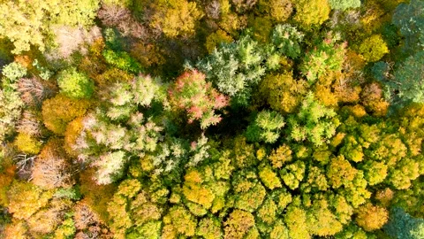 Aerial top-down view of autumn forest on a bright sunny day 스톡 동영상 253136270