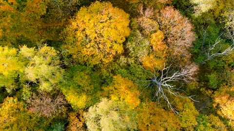 Aerial top-down view of autumn forest on a bright sunny day 스톡 동영상 256178787