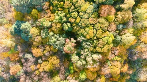 Aerial top-down view of autumn forest on a bright sunny day 스톡 동영상 285354435