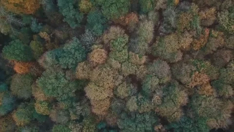 Aerial Top Down View of Autumn Forest Stock Footage 326350076
