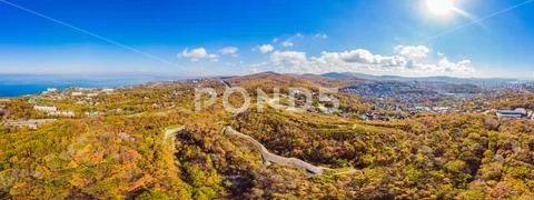 Aerial top down view of autumn forest with green and yellow trees. Mixed Stock Photos