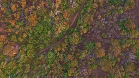 Aerial top down view of an autumnal forest with winding trail Stock Footage 345664674