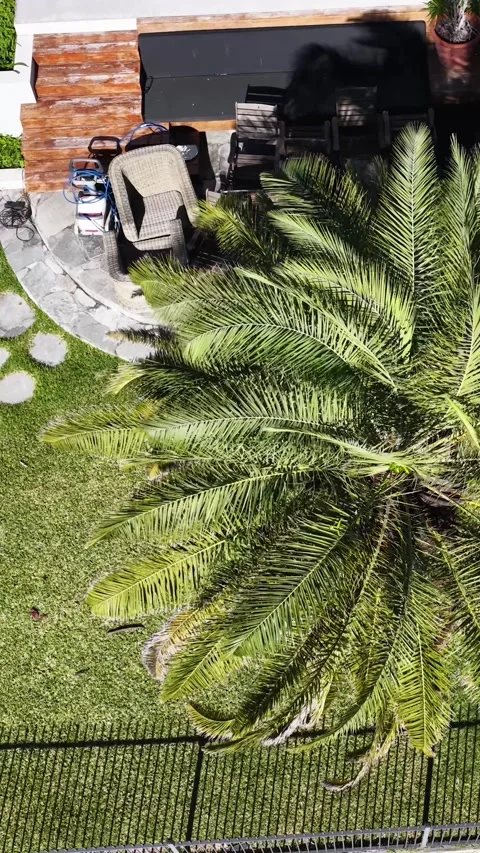 Aerial Top Down View of Backyard Garden with Palm Tree Stock Footage 338327069