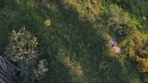 Aerial top down view of a badger coming out of its sett Stock Footage 346373786