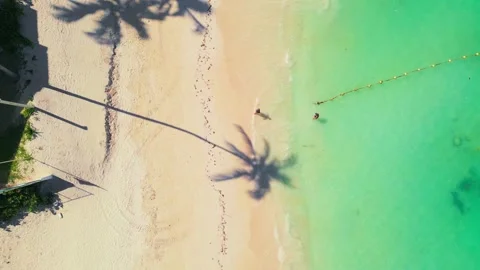 Aerial top-down view of the beach, people and the shadow of a palm tree Stock Footage 306689293