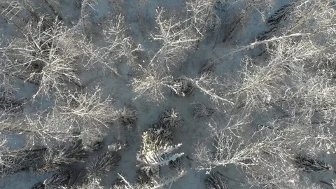 Aerial Top Down View of Beautiful Snow Covered Trees Stock Footage 122115236