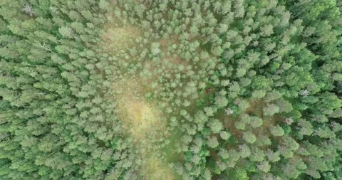 Aerial top down view of beautiful forest lake. Birds eye view Stock Footage 138039166