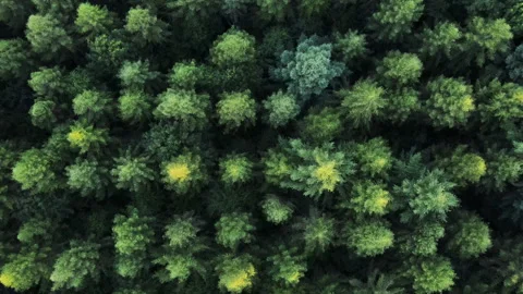 Aerial top down view of beautiful majestic spruce forest in evening golden hour Stock Footage 246827416