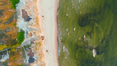 Aerial top-down view of beautiful sandy Curonian Spit beaches, Baltic sea shore 스톡 동영상 249077346