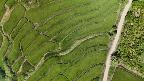 Aerial Top Down View of Beautiful Green Rice Terraces and Dirt Road Stock Footage 333482132
