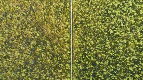 Aerial Top Down View of a Blooming Yellow Rapeseed Field in Lithuania with a Div Video stock 321758497