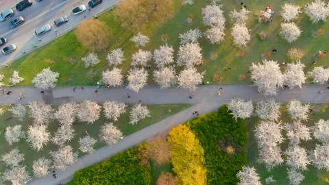 Aerial top-down view of blossoming Sugihara sakura park. Vilnius. Lithuania. Stockbeeldmateriaal 271595967