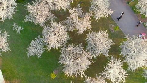 Aerial top-down view of blossoming Sugihara sakura park. Vilnius. Lithuania. 스톡 동영상 272828938