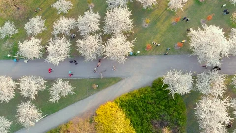 Aerial top-down view of blossoming Sugihara sakura park. Vilnius. Lithuania. Stock-Footage 301115365