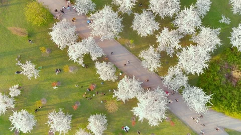 Aerial top-down view of blossoming sakura Sugihara park. Vilnius, Lithuania. 스톡 동영상 301133344