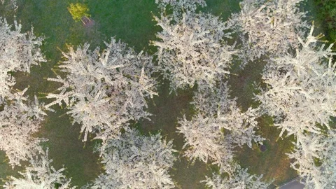 Aerial top-down view of blossoming Sugihara sakura park. Vilnius. Lithuania. Stockbeeldmateriaal 302370031