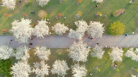 Aerial top-down view of blossoming Sugihara sakura park. Vilnius. Lithuania. Stockbeeldmateriaal 304060211