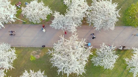 Aerial top-down view of blossoming sakura Sugihara park. Vilnius, Lithuania. Stockbeeldmateriaal 305716404