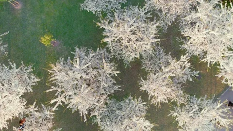 Aerial top-down view of blossoming Sugihara sakura park. Vilnius. Lithuania. Stockbeeldmateriaal 306262866