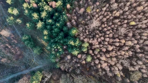 Aerial Top Down View of Boundary Between Green Pine and Brown Deciduous Forest Stock Footage 323582283