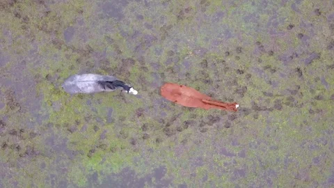 Aerial top down view of brown and grey horse grazing on a green meadow on a Stock Footage 256010619