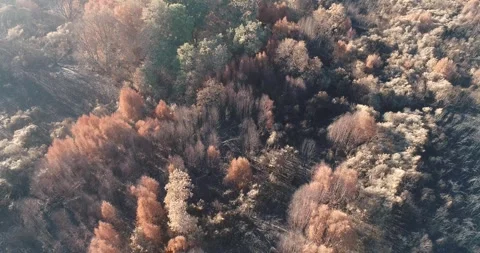 Aerial Top Down View of Burnt Forest Landscape The Concept of Environmental.. Stock Footage 327234020