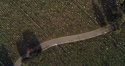Aerial top down view of Calvary Cemetery next to highway in New York during the Stock Footage 199461506