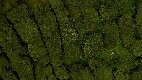 Aerial top down view of Cameron Highlands tea plantation, Pahang, Malaysia. Stock Footage 104782202