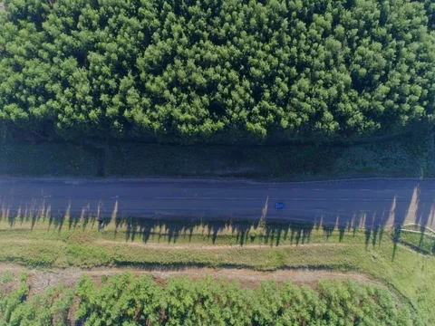 Aerial Top down View of Car Driving along Forest Road with Long Shadows Stock Footage 79153016