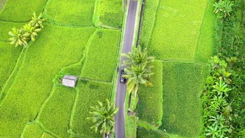 Aerial top down view of car driving the road through rice terraces along palm Video stock 272589262
