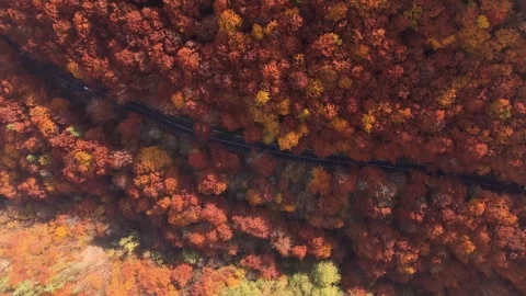 Aerial top down view of car drive on fall color forest road in autumn Stock Footage 291055859