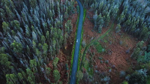 Aerial top down view of a car driving through forest in Madeira Vídeos de archivo 328639334