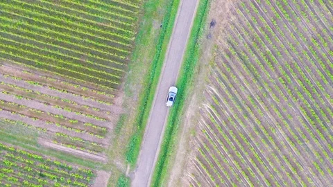 Aerial Top Down View of Car Driving Through Vineyard Stock Footage 347107110