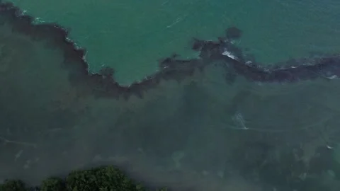 Aerial Top-Down View of Caribbean Coastline and Palm Grove 스톡 동영상 336713040