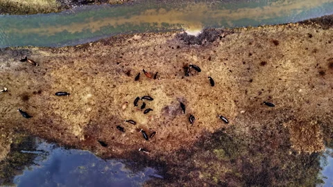 Aerial top-down view of cattle scattered across a muddy wetland patch beside a Stock Footage 326289820