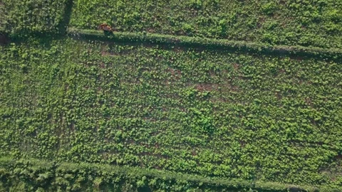 Aerial Top Down View of Cattle Grazing in Green Fields in Vietnam Stock Footage 337808396