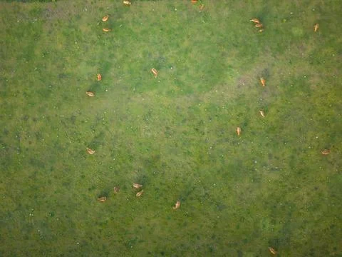 Aerial top down view of cattle herd grazing in green pasture field Stock Photos