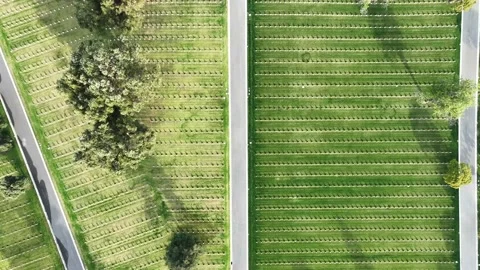 Aerial top down view of a cemetery with tombstones and graves in a graveyard. Stock Footage 229207180