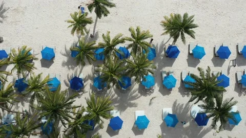 Aerial top down view of chaise lounge chairs, umbrellas and palm trees in a Stock Footage 144588042