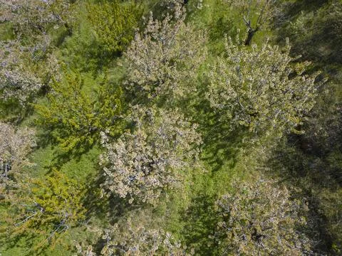 Aerial top down view of cherry blossom tree canopy in Fundao, Portugal. Stock Photos
