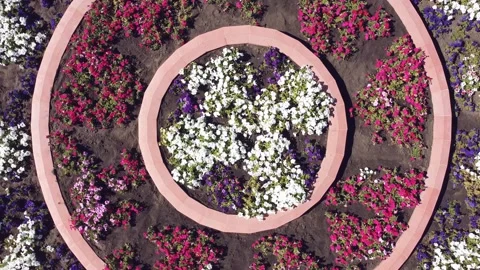 Aerial top down view of circle flowers bed in garden Stock Footage 138573588