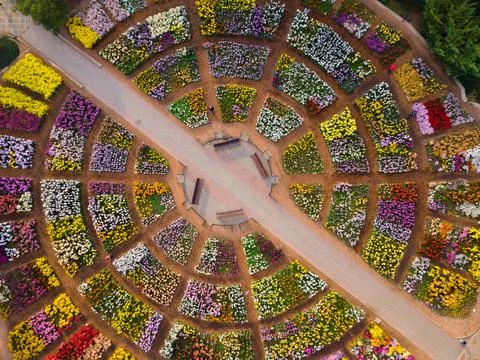 Aerial Top-Down View of Circular Chrysanthemum Flower Beds in Garden 스톡 사진
