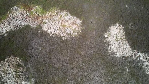 Aerial Top-Down View of Coastal Shrub and Botuto Shells Formations, Los Roques Stockbeeldmateriaal 338715939