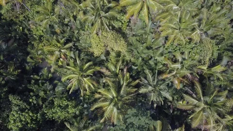 Aerial top down view of Coconut Palm Forest on Siargao Island, Philippines Video stock 124929916
