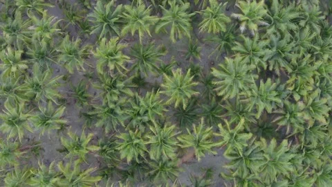 Aerial top down view of a coconut palm tree plantation Stock Footage 146343166